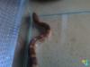 Kornnatter Bloodred NZ05