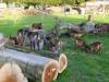 SOAY - Heidschnucken lämmer von 2006