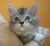 MAINE COON MÄDCHEN IN SILBER