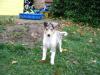 American Line Colliewelpen ( ohne Papiere)