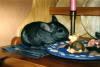 Chinchilla