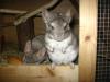 2 beige Chinchillas in NÜRNBERG. Böckchen & Weibchen