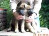 noch 2 graue Schäferhundwelpen Mädels