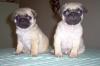 Mops Welpen