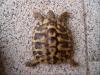 2 Griechische Landschildkröten