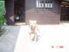 American Stafford Terrier Rüde 3, 5 Jahre