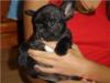 Französische Bulldoggen