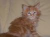 Wunderschöne Maine Coon Kitten
