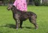 Irish Wolfhoundwelpen,  VDH