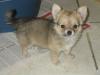 Chihuahua Welpe