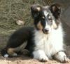 Bezaubernde Collies+Shelties,  bei Hannover