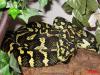 Dschungelteppichpython