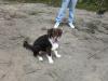 australian shepherd