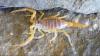 Leiurus quinquestriatus