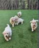 Wunderschöne reinrassige Golden Retriever Welpen ?