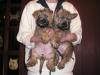 Cairn Terrier Welpe