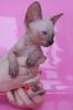 Sphynx haarlose Kätzchen TICA registriert