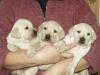 labrador welpen