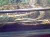 1 1/ 2 Jahre alter Tigerpython