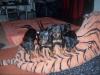 ZWERGPINSCHER WELPEN