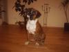 Boxer