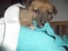 Malinois Welpe (Belgischer Schäferhund)