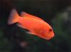 Metriaclima estherae Rot Rot oder Balu Rot