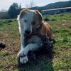 sammy sucht ein passendes Zuhause