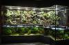 Kleinanzeige Aquaterrarium /  Paludarium für Krokodilschwanzechsen,  Rotaugen-Busc