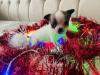 3Reinrassige Chihuahua Welpen