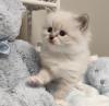 Ragdoll-Kätzchen +4917683845297
