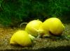 Schnecken für Axolotl Becken 