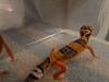 Leopardgeckos NZ21,  0.1