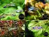 Endler,  Guppy,  reinerbig,  ab 1, 50€ (Versand/  Abholung)