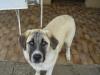 Anatolische Hirten-Hunde ( Kangal)