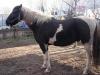 Pinto /  kl. Reitpferd
