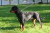Rottweilerhündin