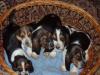 Basset reinrassige Welpen