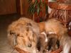 Collie reinrassige Welpen