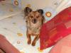 suche terrier zum paaren fur meine kleine fofinha