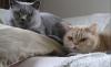 2 elfjährige Stubenkater suchen wg. Umzug neues,  liebevolles Zuhause