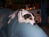 2 Jack Russel abzugeben (Familienhunde)