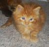 maincoon