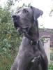Deutsche Dogge,  blauer Doggenrüde