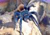 Seltene Vogelspinnen zu verkaufen ,  Ephebopus,  Brachypelma,  usw...