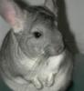 Hallo liebe Chinchillafreunde!!!