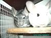 2 Chincillas+Käfig