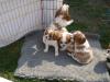 Cavalier Welpen