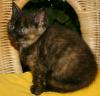 Bkh Katzenbabys Kartäuser