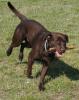 Kinderlieber-ruhiger Labrador Deckrüde - chocolate Intern.Schönheitschampion HD/ 